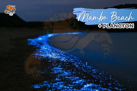 Playa Blanca Vip +  Plankton
