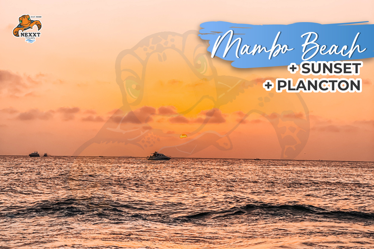 Sunset Mambo Beach + Plancton